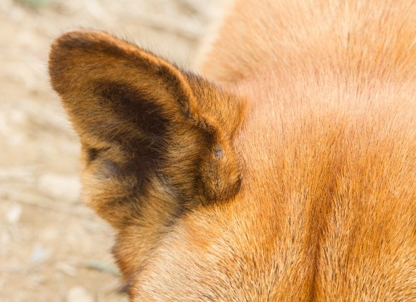 dog inflamed ear