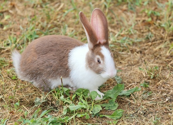 rabbits ears