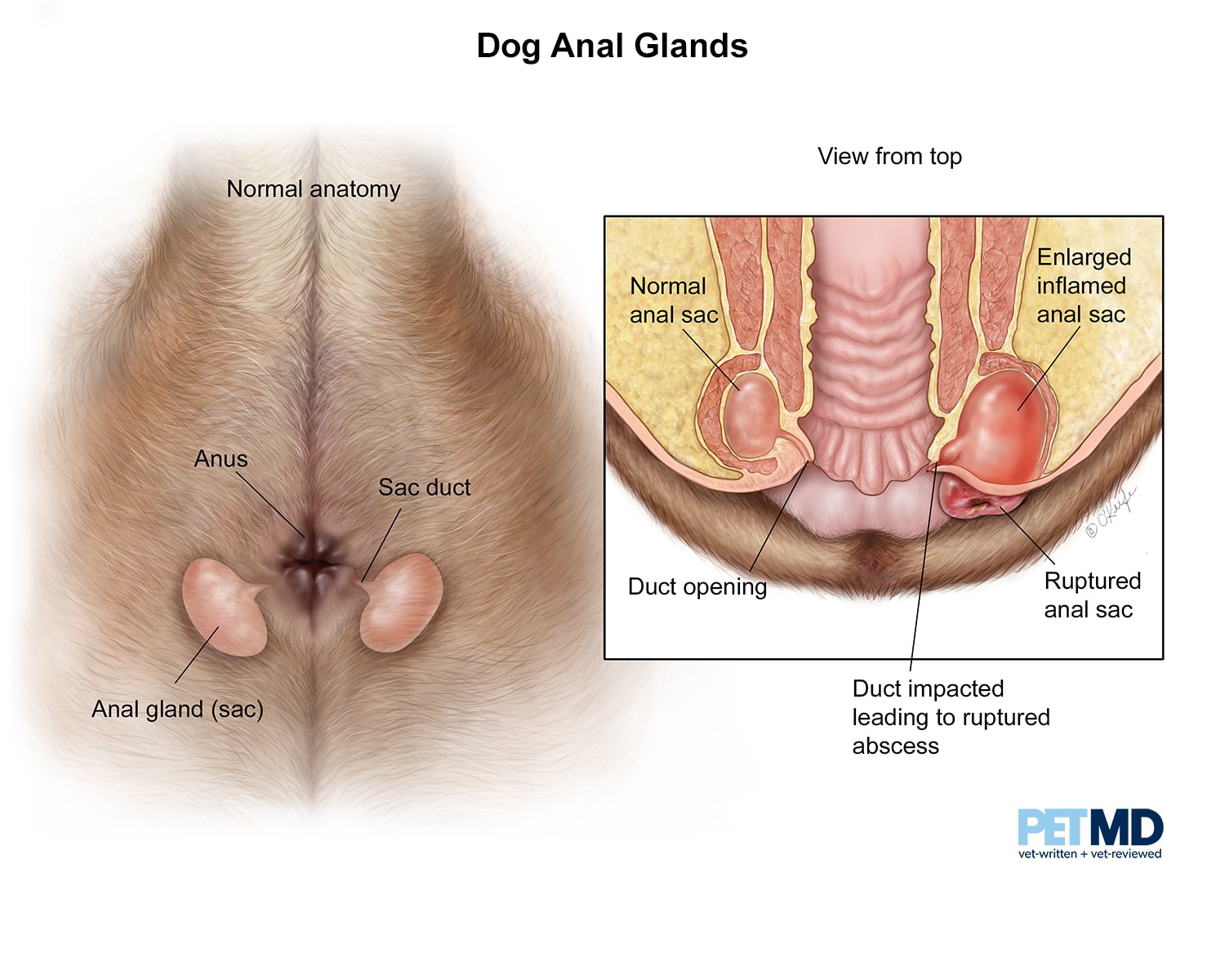 what do dog glands smell like