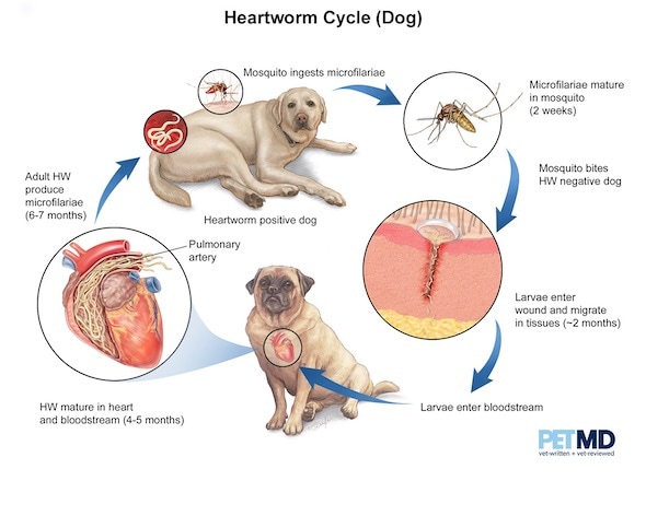 Heartworm lifecycle in dogs