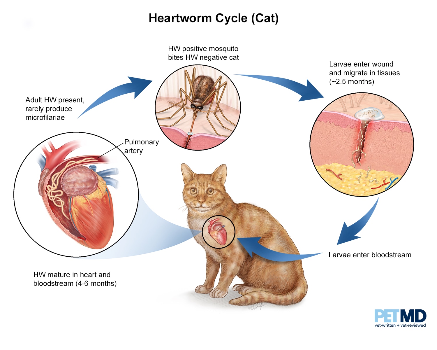 What Are The Symptoms Of Heartworms In Dogs