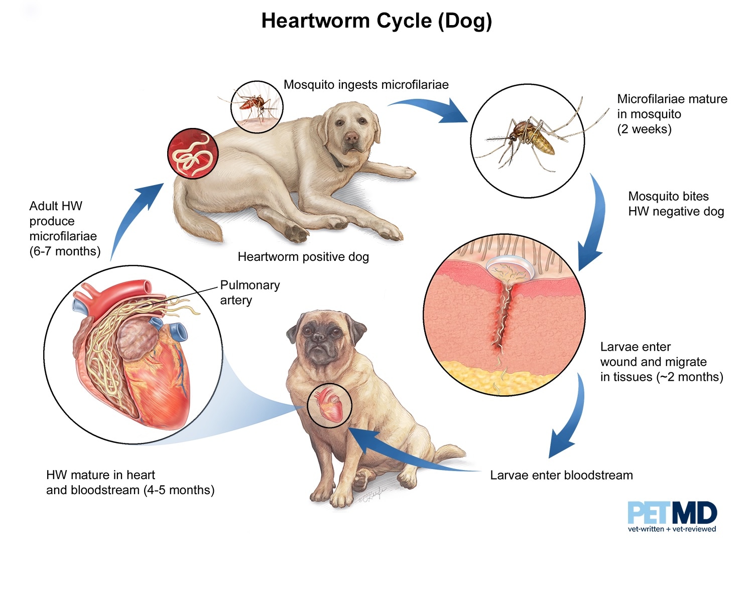 What Are The Final Stages Of Heartworms In Dogs
