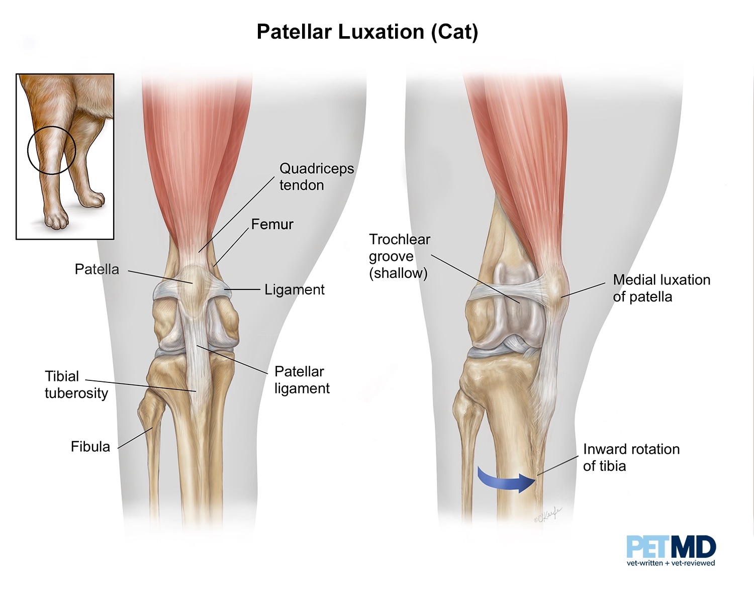 cat tibia and fibula