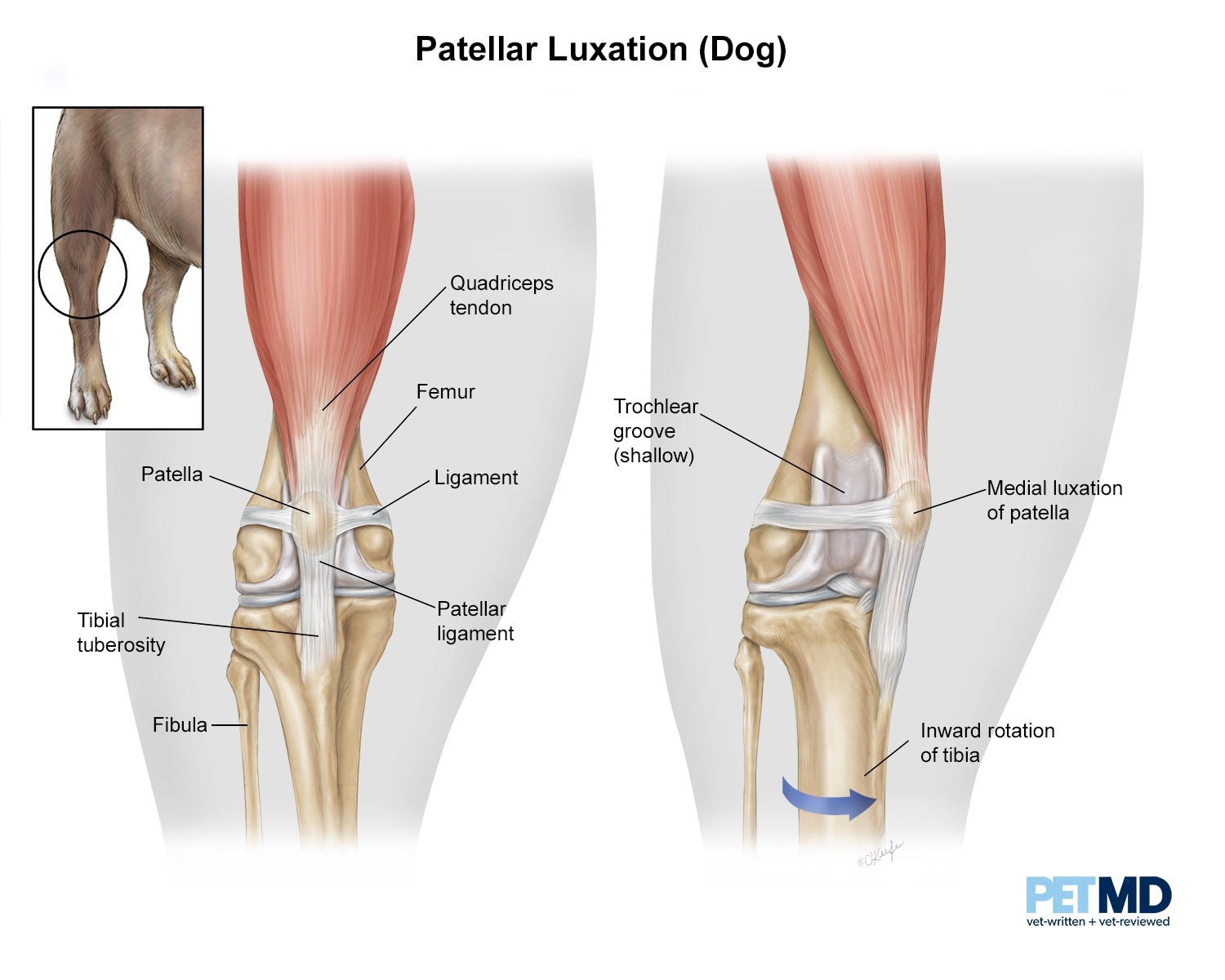 Patellar luxation (dog)