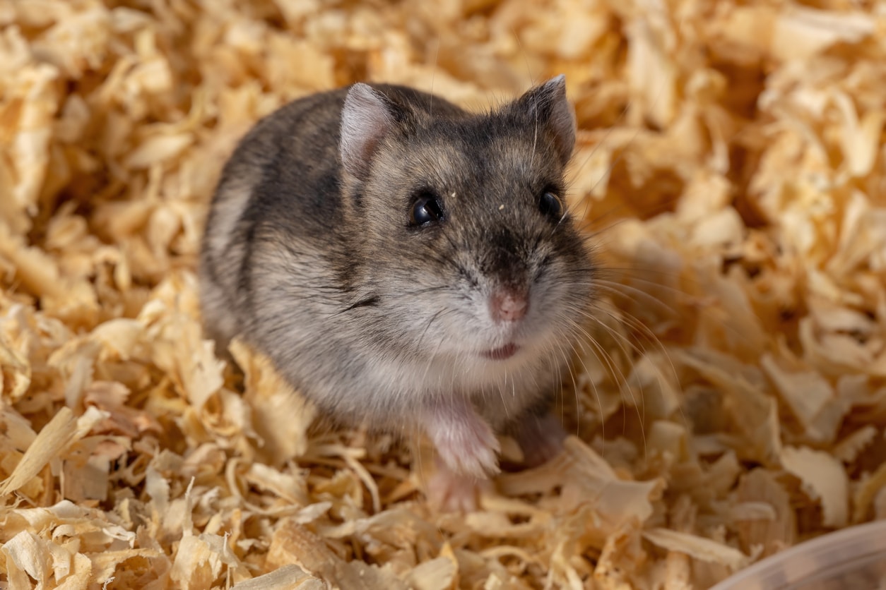 Campbell's dwarf hamster stock photo