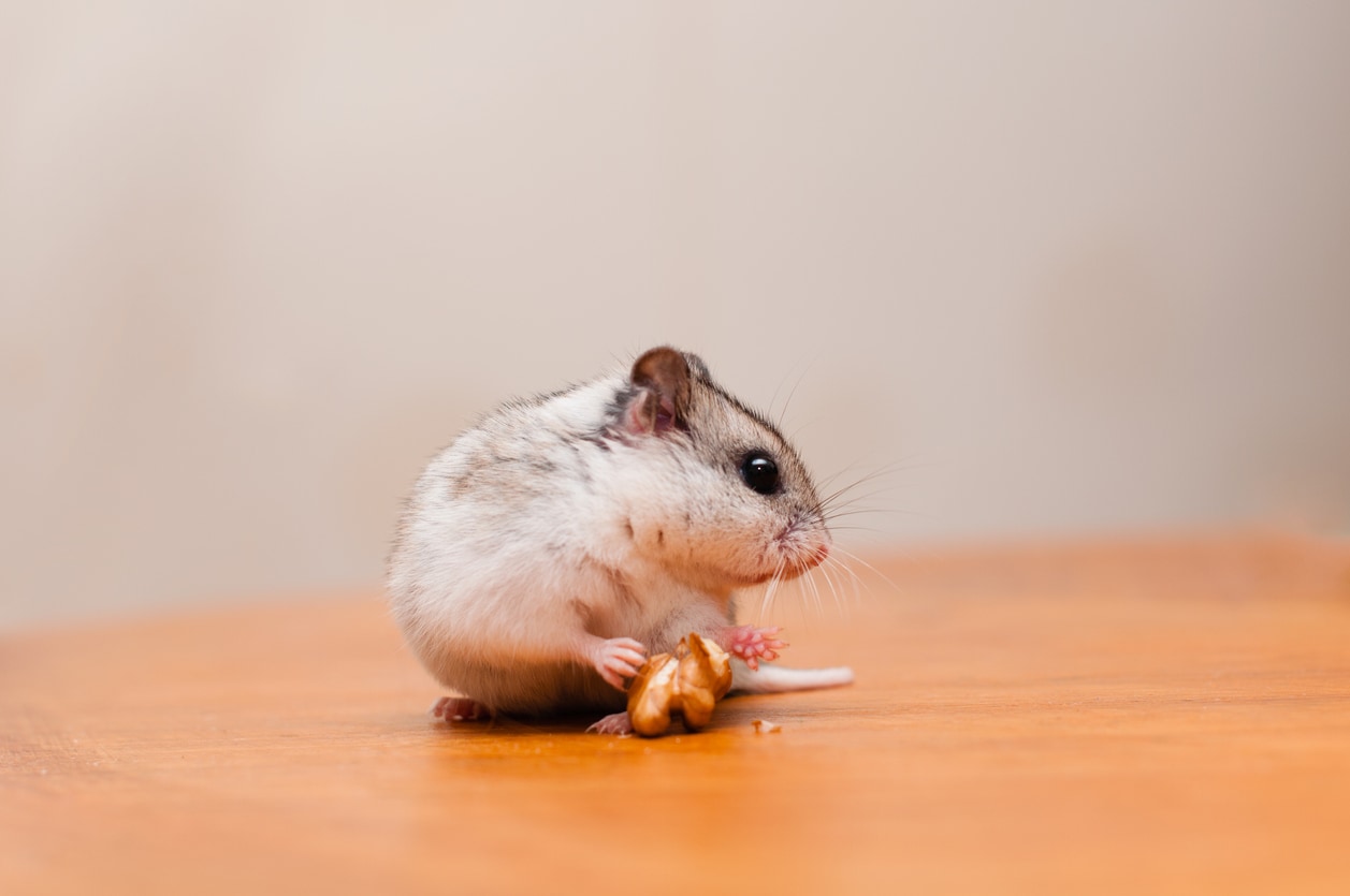 Small chinese hamster stock photo