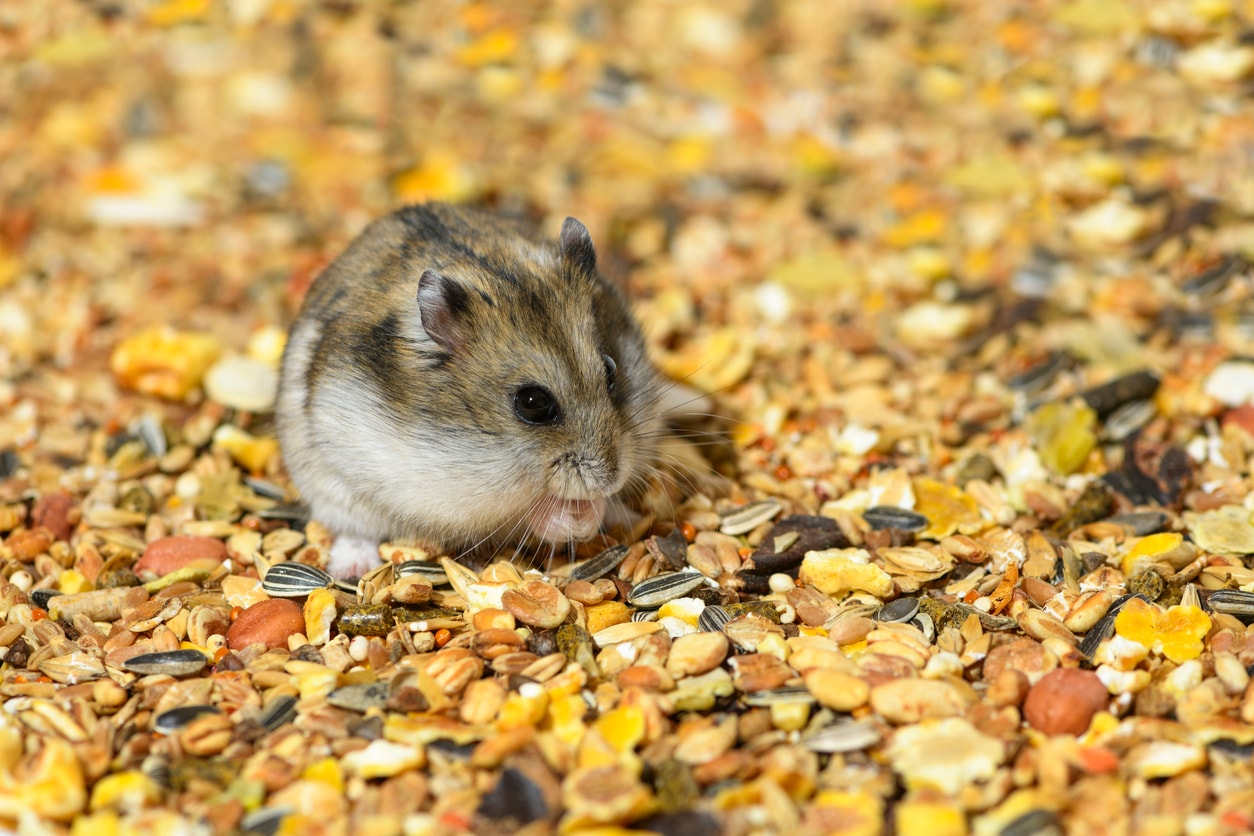 One Djungarian dwarf hamster is sitting on its hind legs and eating the dry food