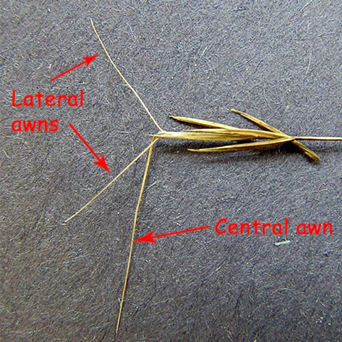 foxtail-grass-awn-diagram