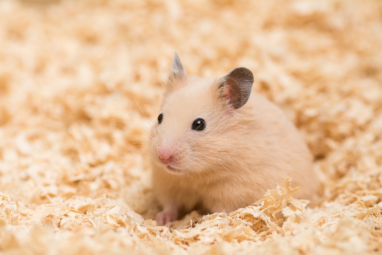 Golden Hamster stock photo