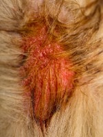 are hot spots on dogs dangerous