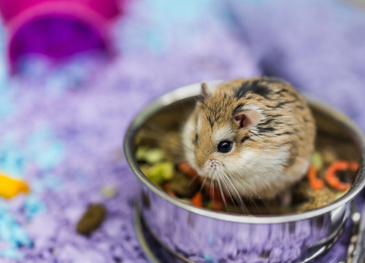 Robo dwarf hamster eating chewing food from bowl in cage stock photo