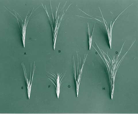 foxtail grass identification