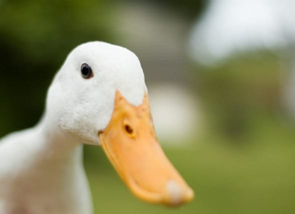 [Image: inquisitive-duck-picture-id157187144.jpg]