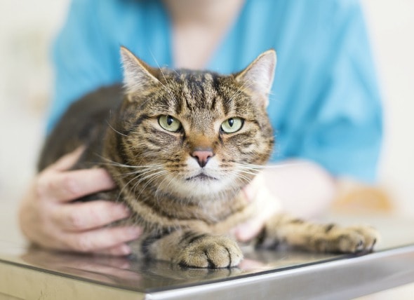 Intestinal Parasite (Coccidia) in Cats | petMD