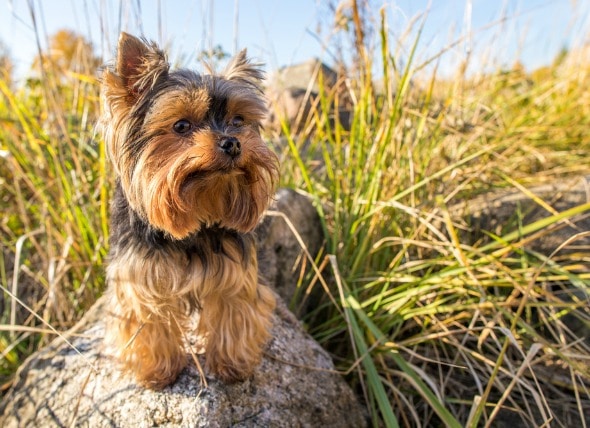 Intestinal Protein Loss In Dogs Petmd