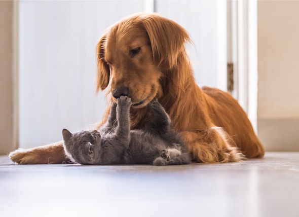 what's the best way to introduce a cat to a dog