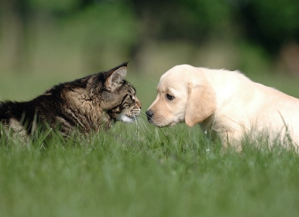 Introducing A New Puppy To A Household With A Cat Petmd