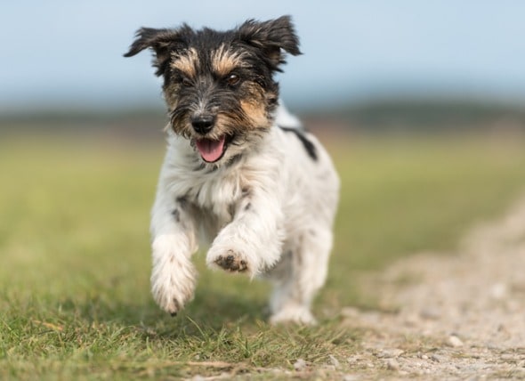 jack russell terrier female dog running in field