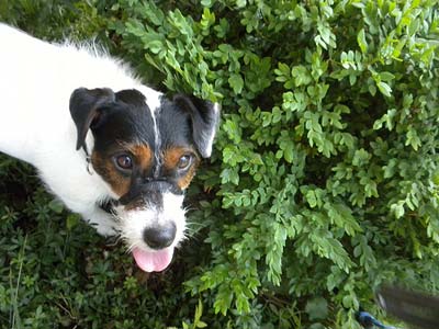 Jack Russell Terrier Dog Breed Hypoallergenic Health And Life Span Petmd