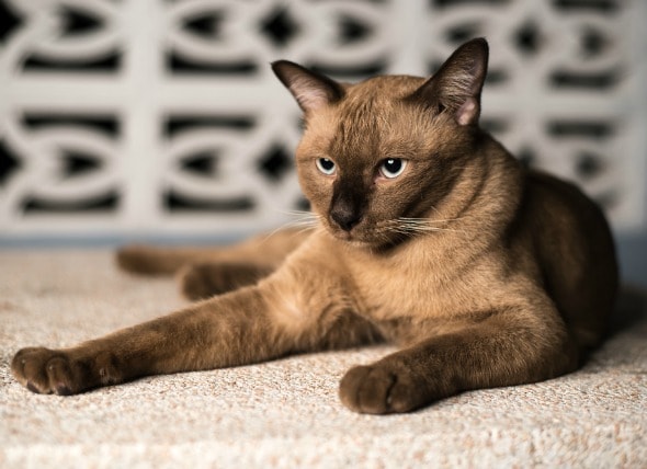 kidney-failure-causes-cats-petmd