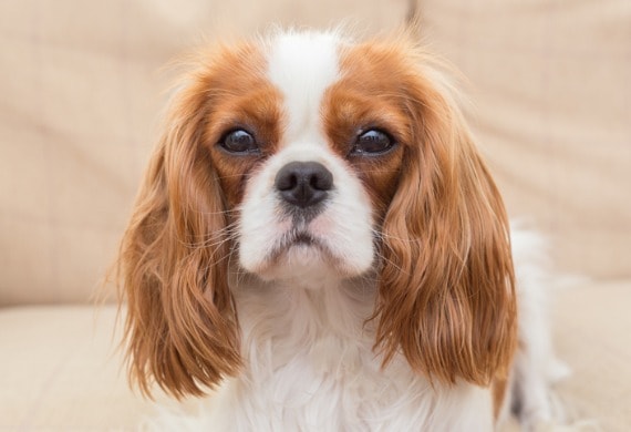 king charles cavalier spaniel picture id1038331822