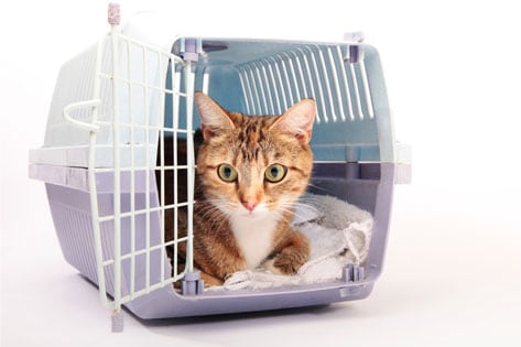 Finding the Perfect Cat Carrier – Choosing the Right Size Crate