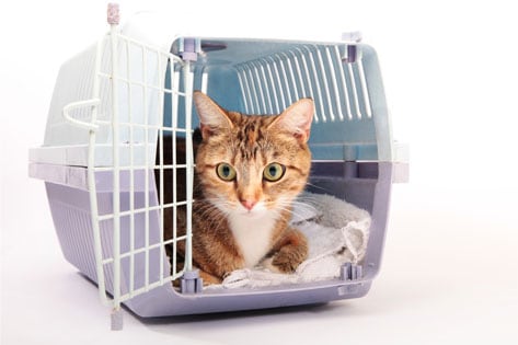 The Ultimate Guide to the Best Cat Carrier for Travel