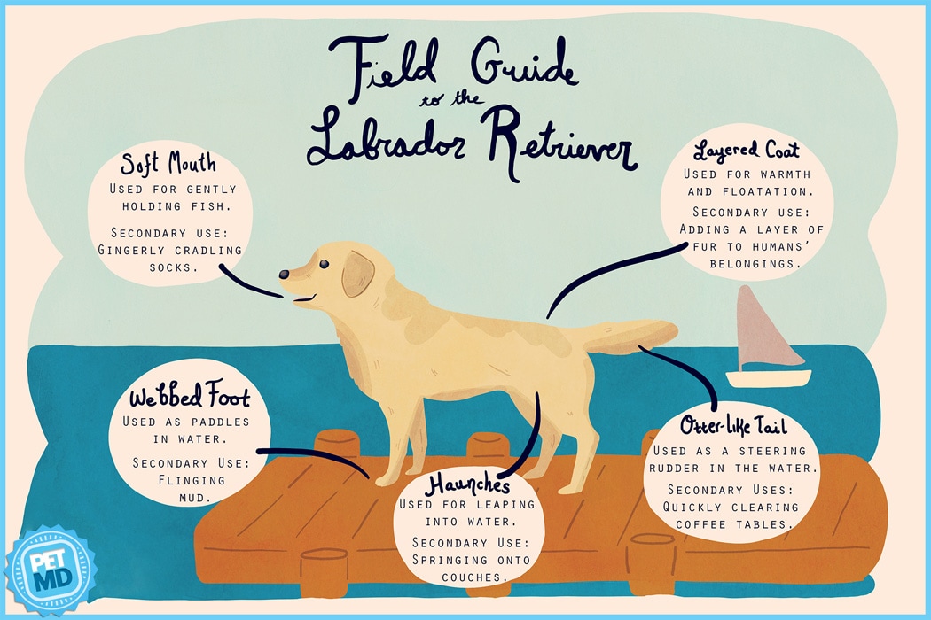 Labrador Retriever Field Guide Petmd Labrador Retriever Field Guide Petmd