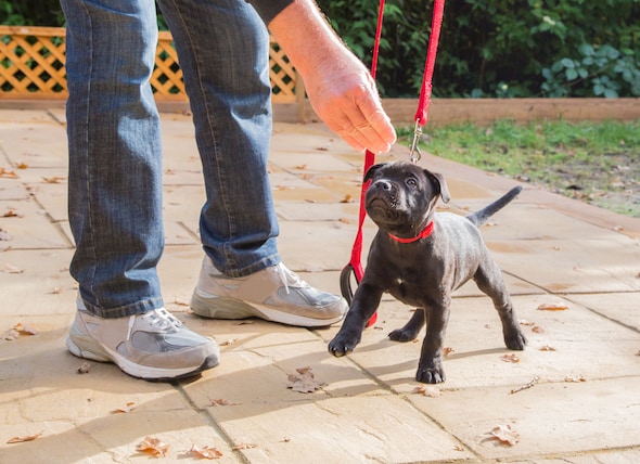 Tips for Leash Training Your Dog petMD