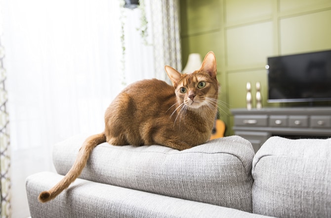 How Many Days Can You Leave A Cat Alone : Keep an eye out for signs like overgrooming or going to the bathroom outside the litter box, and talk with your veterinarian if your cat's eating or litter box habits change.