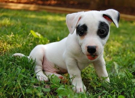 puppy, jack russell puppy, white puppy, puppy parasites, treating parasites in puppies, worms in dog poop