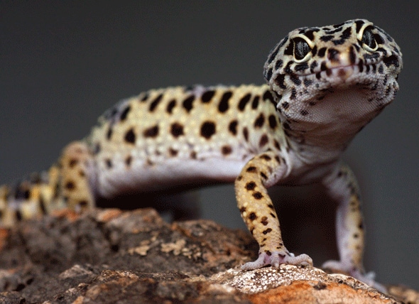 Leopardgecko - Eublepharis macularius Reptilras Hypoallergen, hälsa och livslängd | PetMD