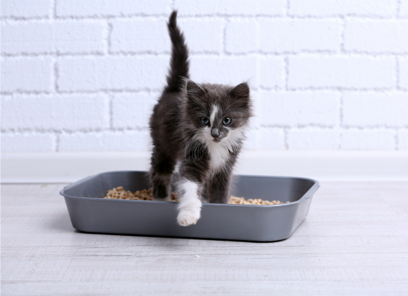 Petmd Mobile 6 Reasons Your Cat Is Peeing Outside The Litter Box