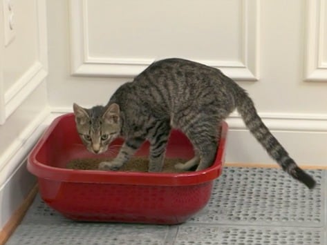 setting up a litter box