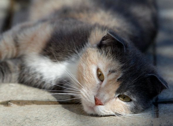 Liver Disease Symptoms Cats PetMD