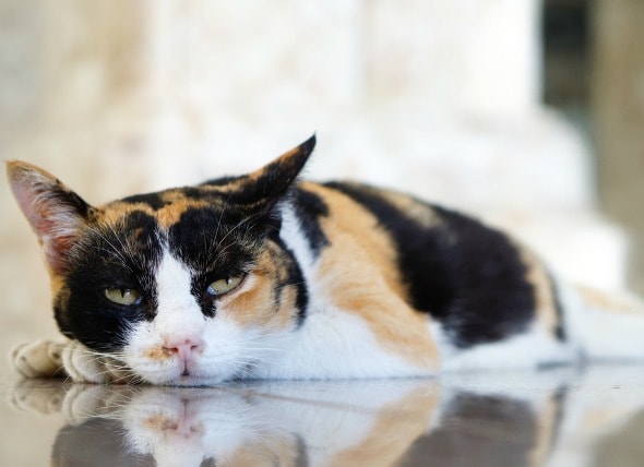 Symptoms Causes And Treatment For Stroke In Cats Petmd