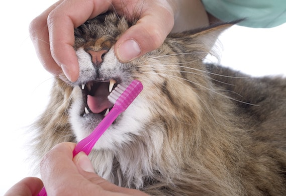 Forget to Brush Your Cat's Teeth