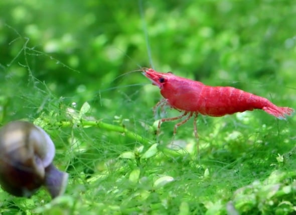 cherry shrimp cold water fish