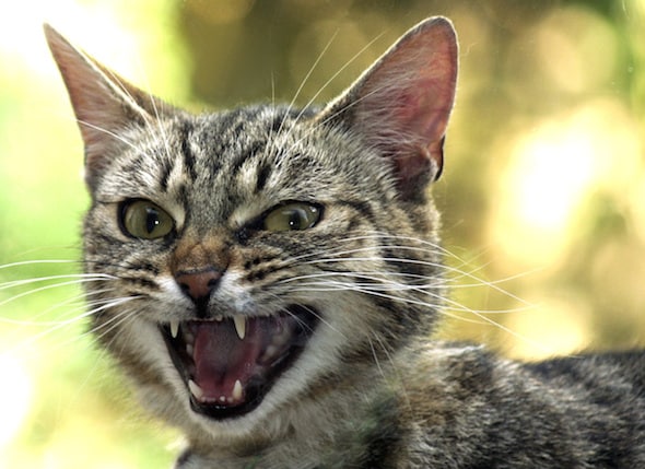 Catitude: What is My Cat so Mean?” | PetMD