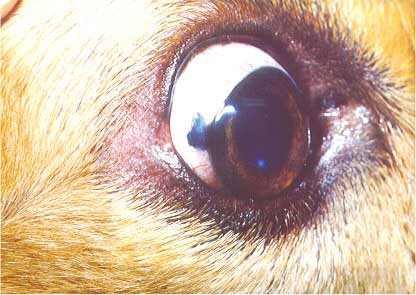 Melanoma Tumor in a Dog | petMD