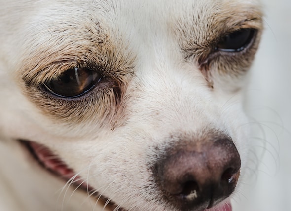 Dog Brought To Clinic For Erratic Behavior Was High On Meth Petmd