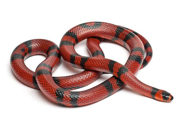 milk snake substrate