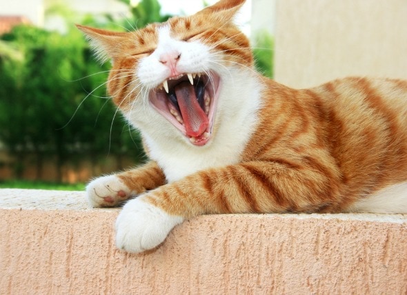 mouth inflammation ulcers chronic cats