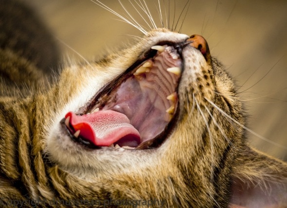 Cancerous And Non Cancerous Growths In A Cat S Mouth Petmd