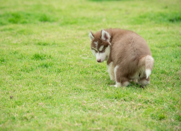 dog puking mucus