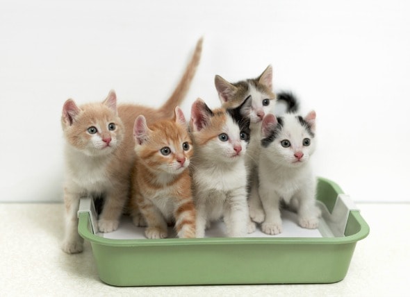 Why Multiple Cats Need Multiple Litter Boxes | PetMD