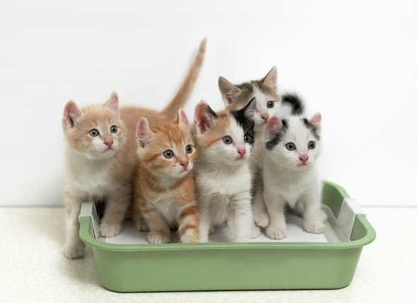 potty training kittens litter box