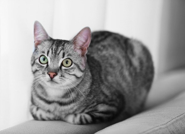 Nerve Disorder Affecting Multiple Nerves in Cats petMD
