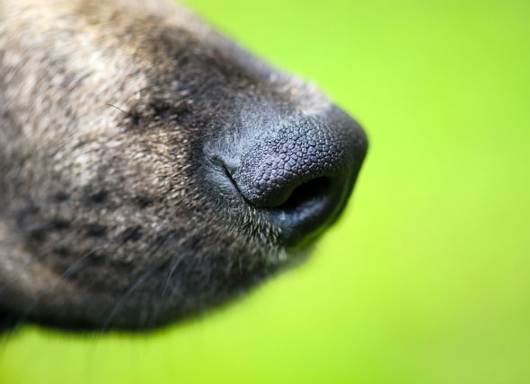 Skin on the Nose in Dogs | PetMD