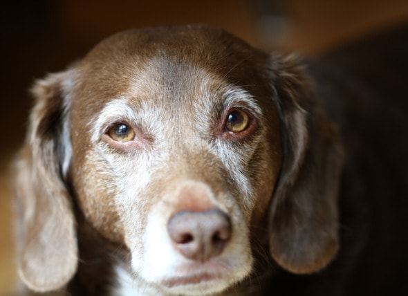 dog dementia natural treatment